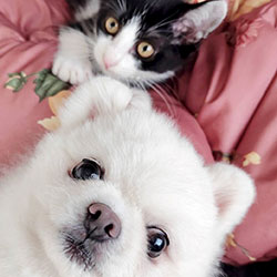 愛玩動物看護師:落合 知名津